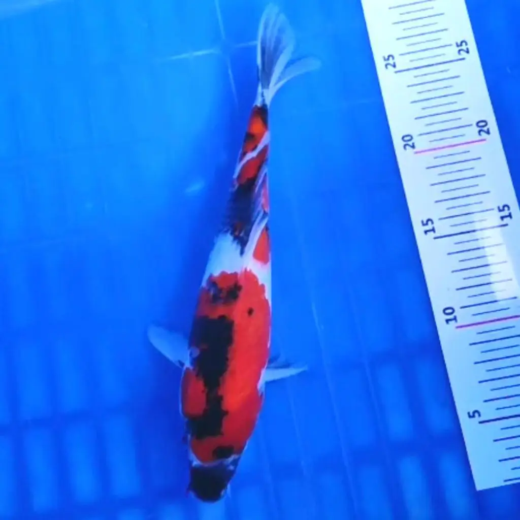 ready-ikan-koi-showa-sanshoku-Z0P7AZ289O