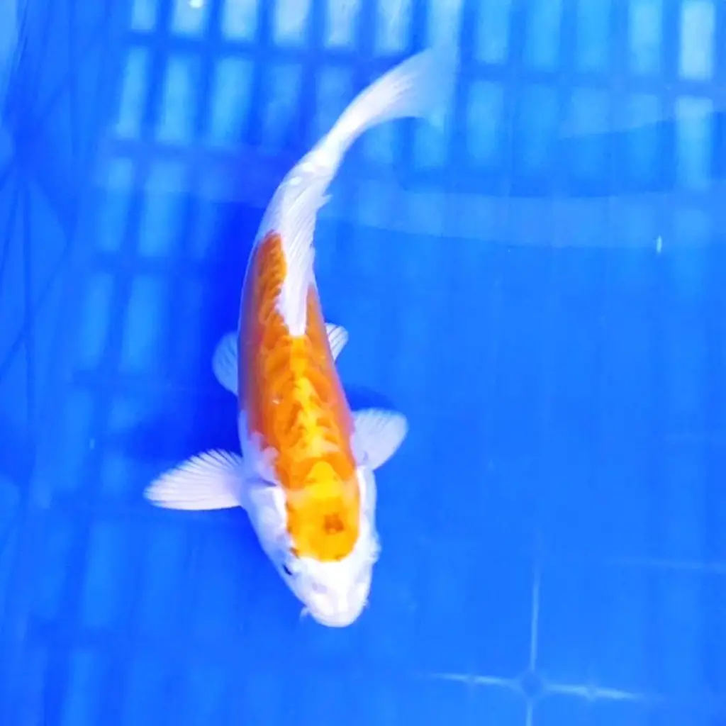 ready-ikan-koi-yellow-aragoke-HOUAJS7VOG
