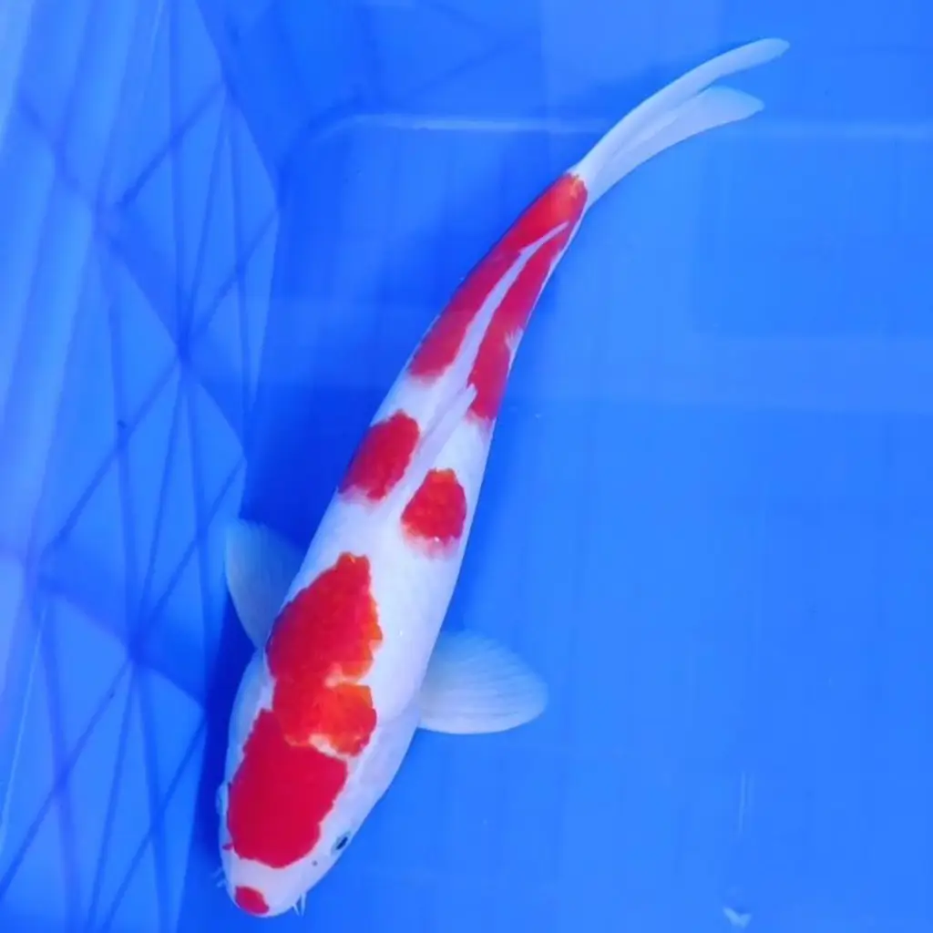ready-ikan-koi-kohaku-strong-hq-MGULI8O9XU
