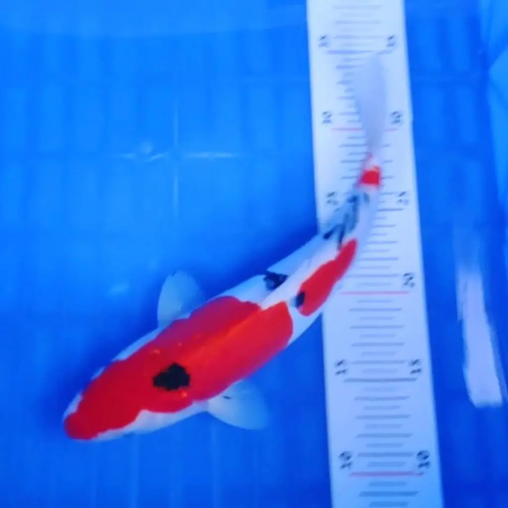 ready-ikan-koi-sanke-doitsu-sq-MSLWSQ611O
