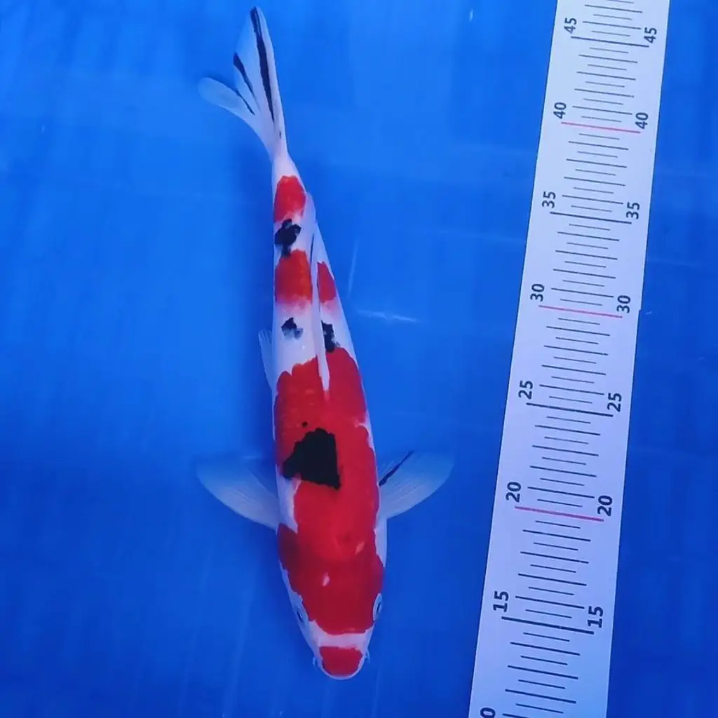 ready-ikan-koi-sanke-red-Q26582RUEA