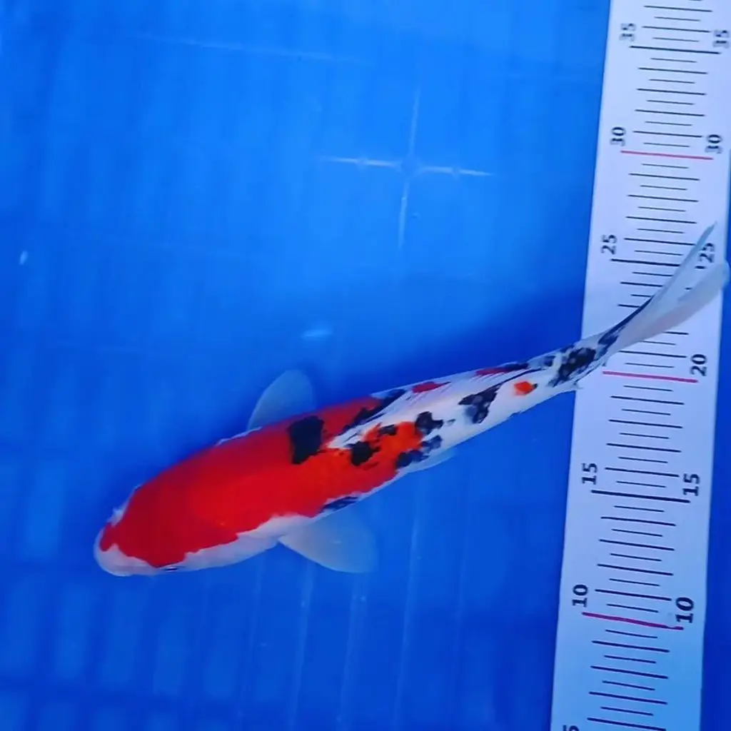 ready-ikan-koi-sanke-OJONEFWSHN