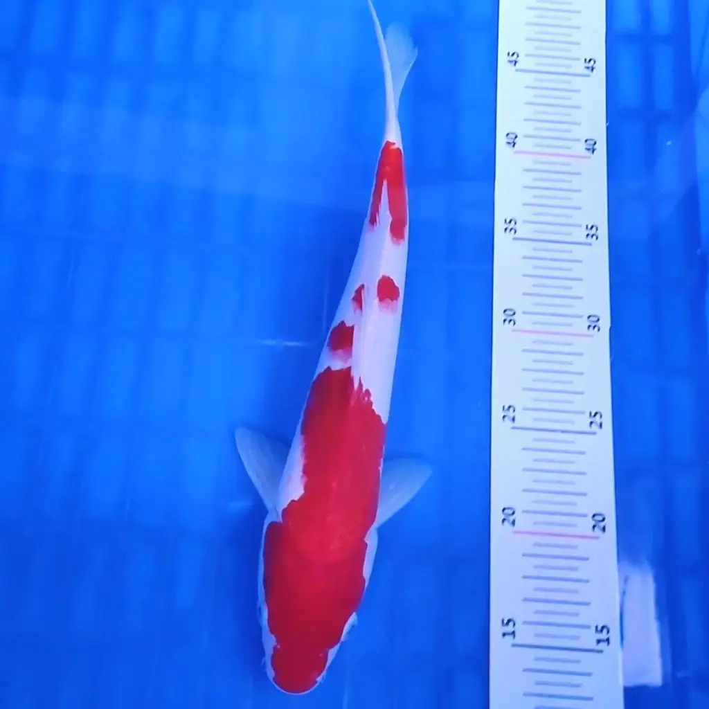ready-ikan-koi-kohaku-strong-2GMVZUJEWM