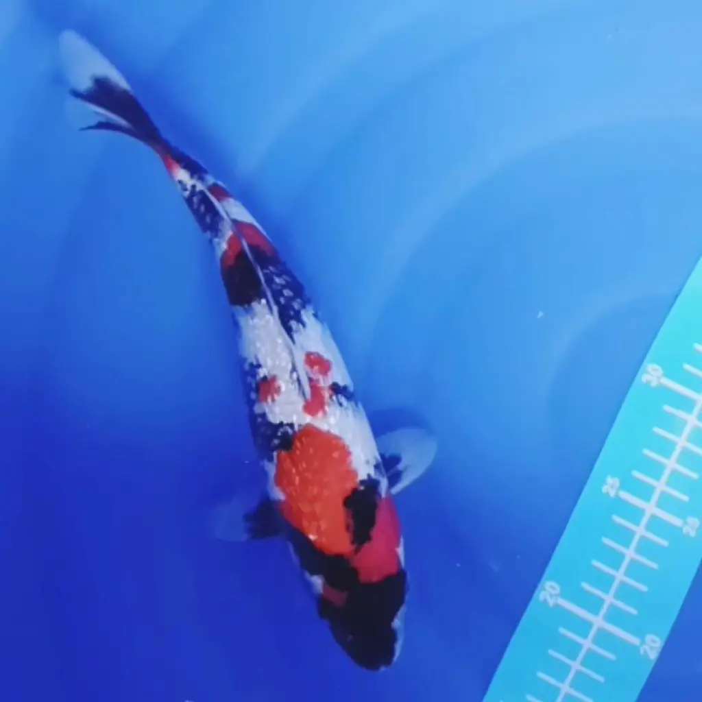 ready-ikan-koi-showa-ginrin-grade-a-5S5TJIAM1G