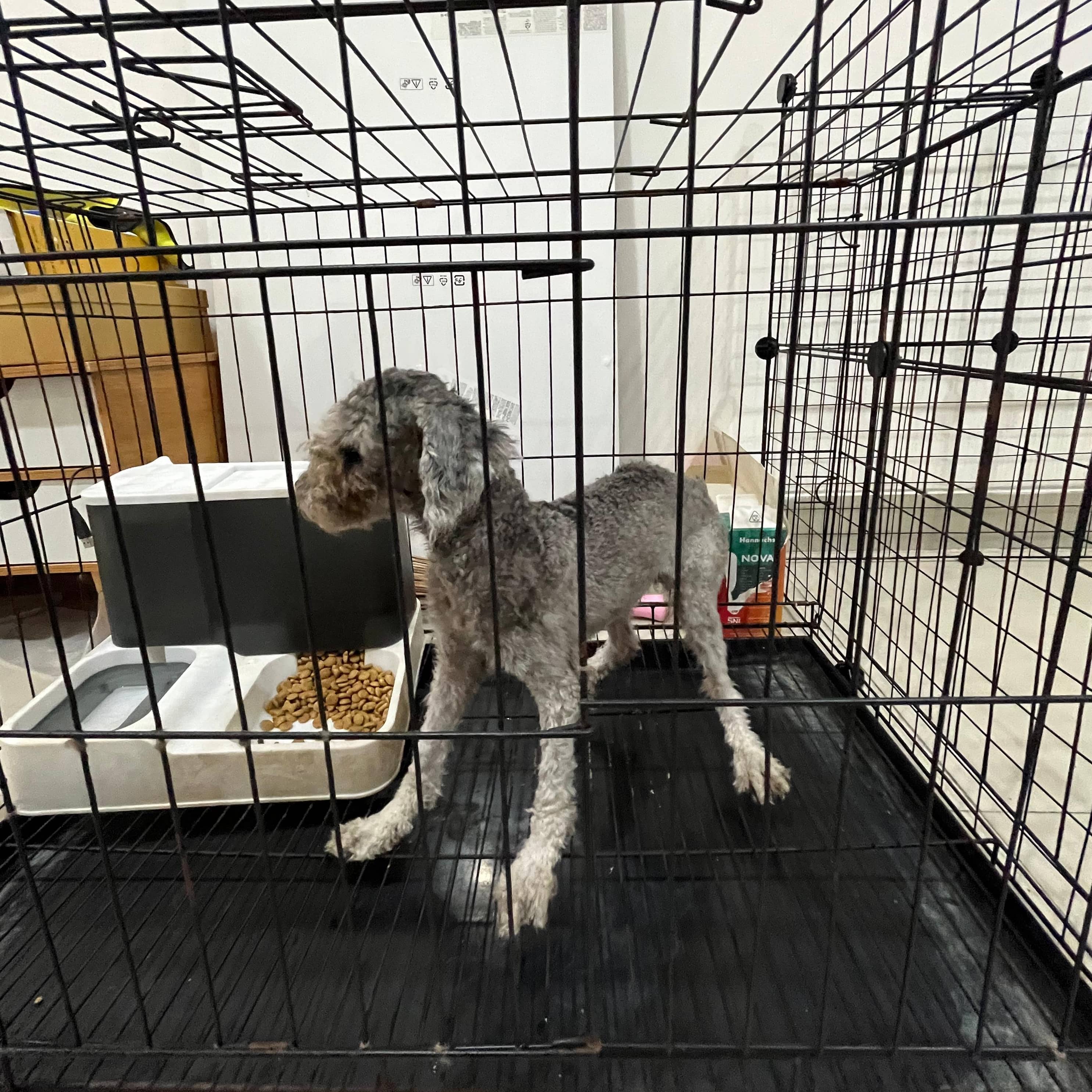 lepas-adopsi-anakan-grey-toy-poodle-stambum-microchip-73CY1T4D2M