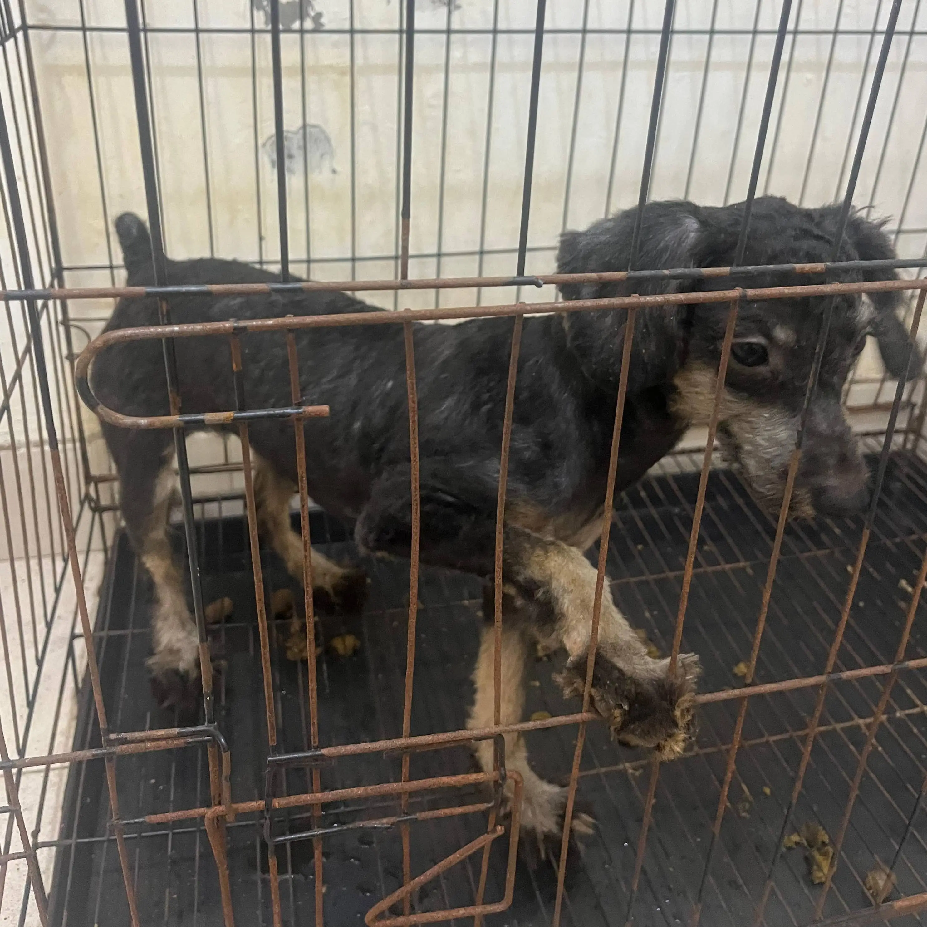 adopsi-black-phantom-toy-poodle-stambum-microchip-BCR1CHJAT1