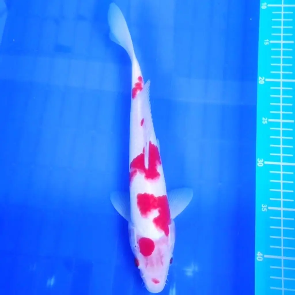 ready-ikan-koi-kohaku-deep-red-3EBTX0KF01