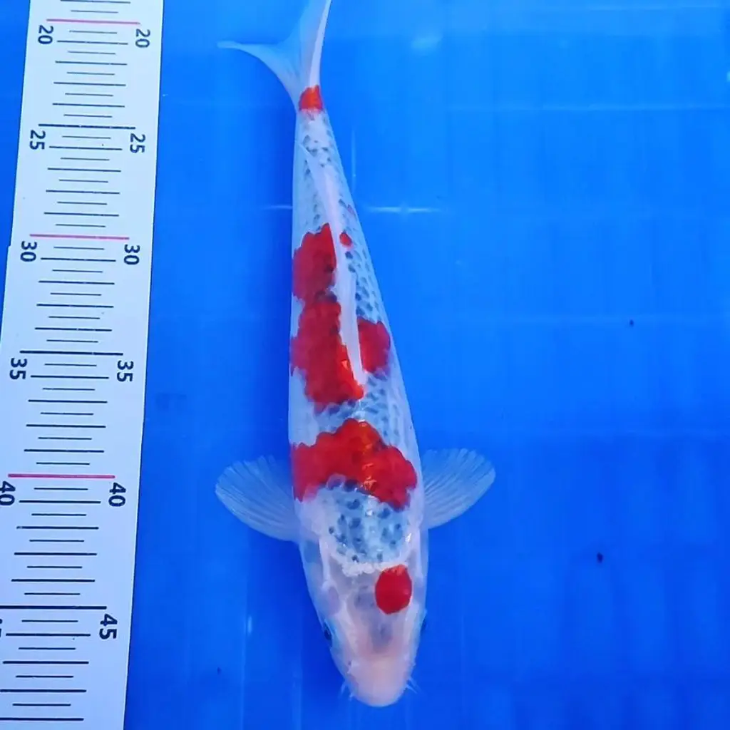 ready-ikan-koi-goshiki-bagus-5Z6K3Q9LAJ