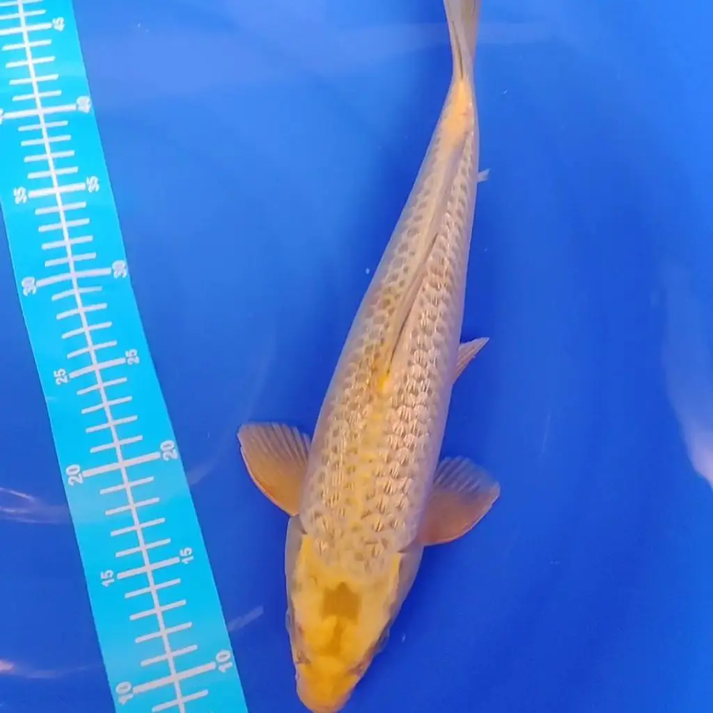 ready-ikan-koi-mukashi-ginrin-N2XDTU897F