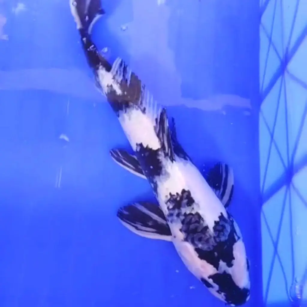 ready-ikan-koi-shiro-utsuri-RRK7GQQBK2