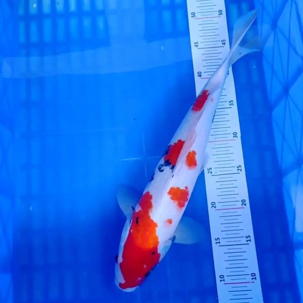 ready-ikan-koi-sanke-super-IMFS4GDBUM