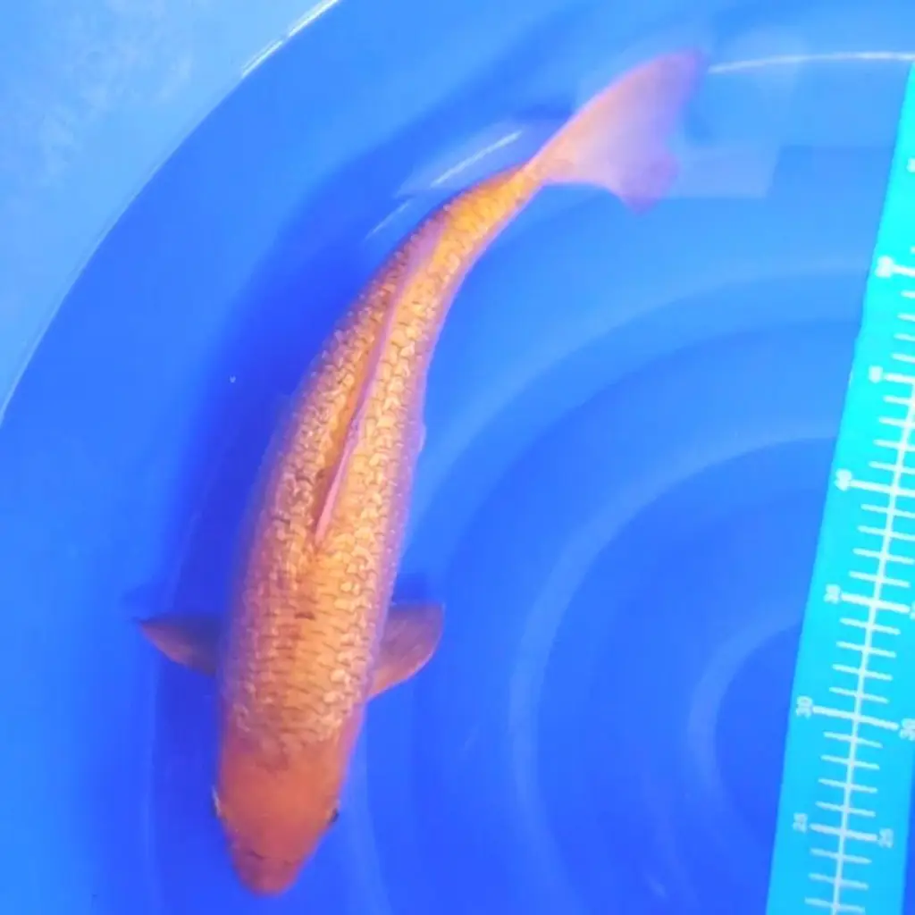 ready-ikan-koi-caramel-ginrin-super-ZNUUKQBO8J