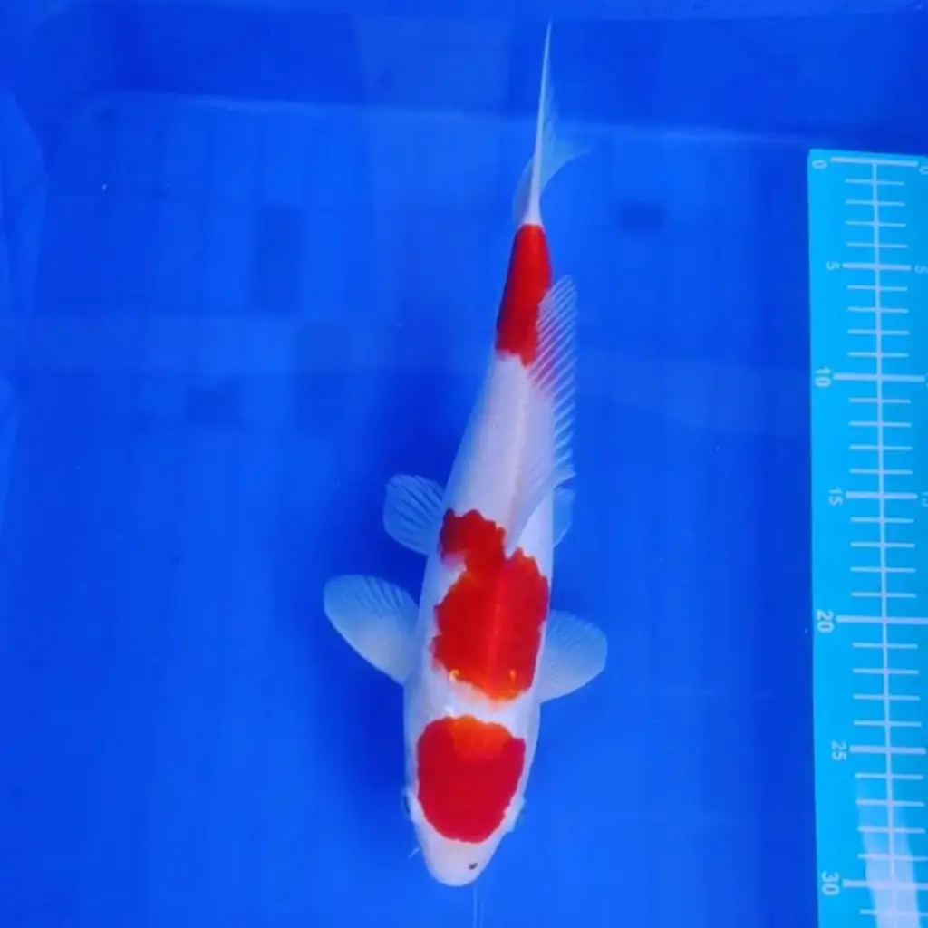 ready-ikan-koi-kohaku-step-maruten-UWPQKCR6OE