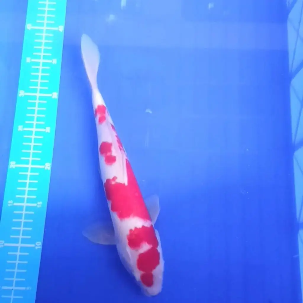 ready-ikan-koi-doitsu-kohaku-red-strong-0IAVADAUYU