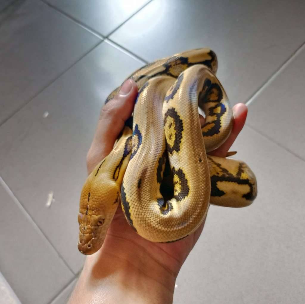 retic-tiger-het-albino-7O4EVIKDYC