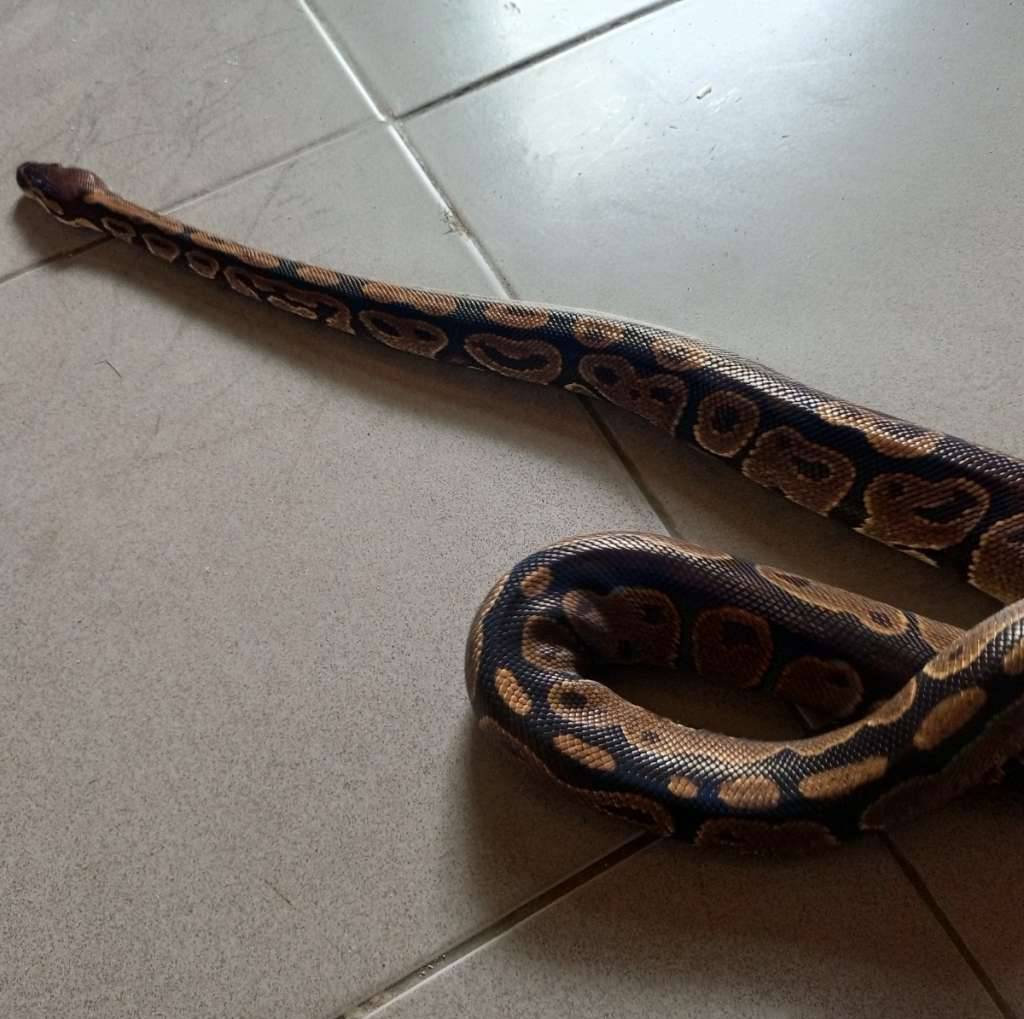 ball-python-HSXIPJVSA5