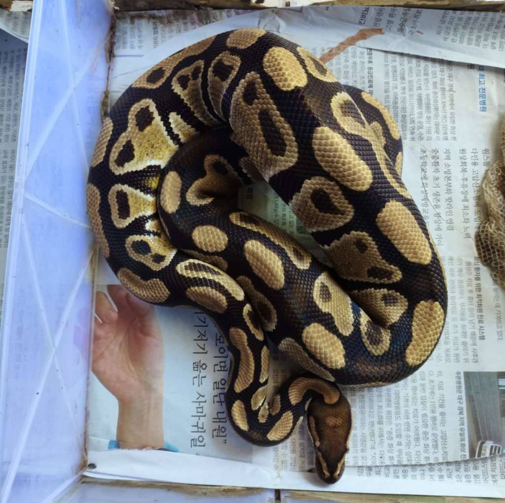 het-lavender-albino-BXHR6BB4GZ
