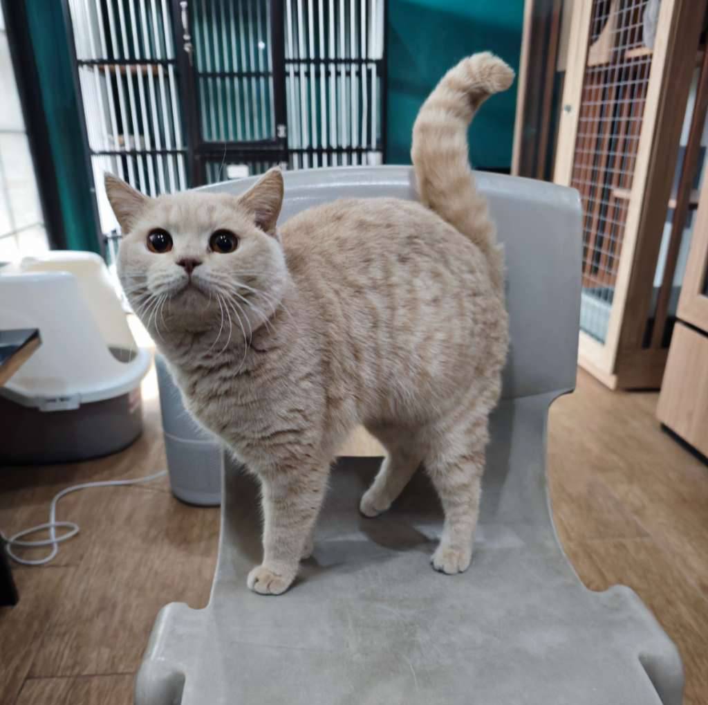 kucing-bsh-jantan-cream-tabby-51JL3BYNIN