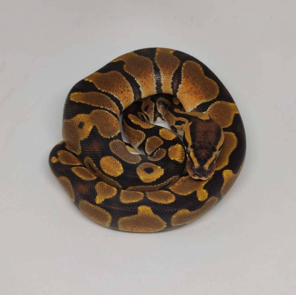 -enchi-yellowbelly-0BQ4G05WQ4