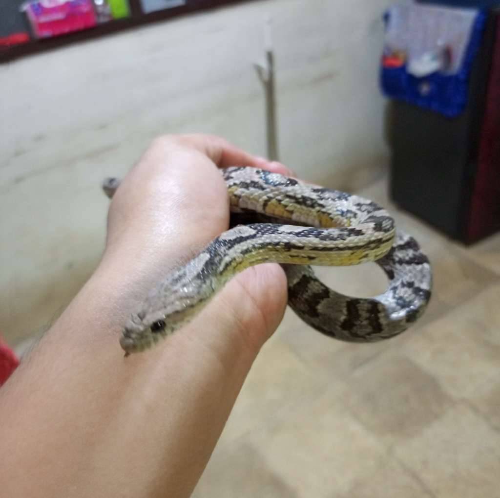corn-snake-anery-female-proven-AO4VSCPVC5