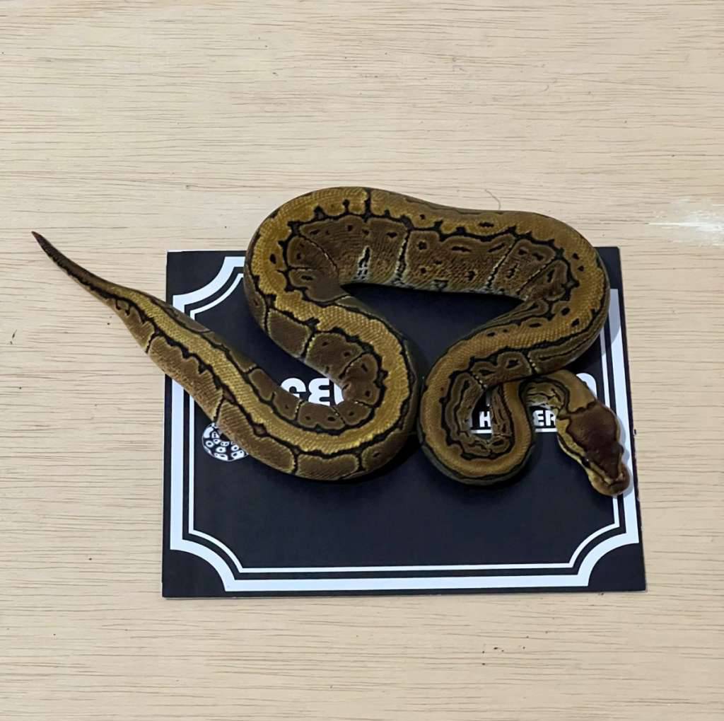pinstripe-ball-python-2024040101-9OLFETZ7PE