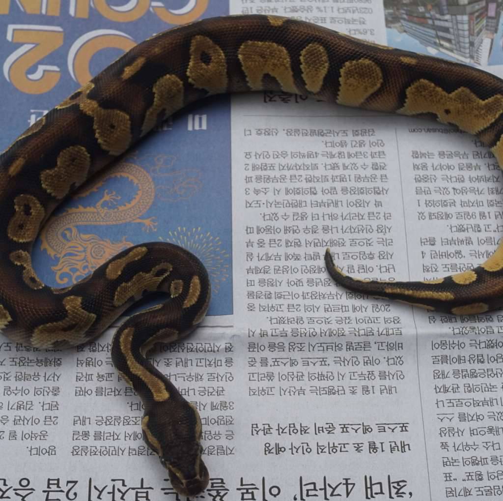 black-head-pastel-50-poss-het-clown-I1218L23VW