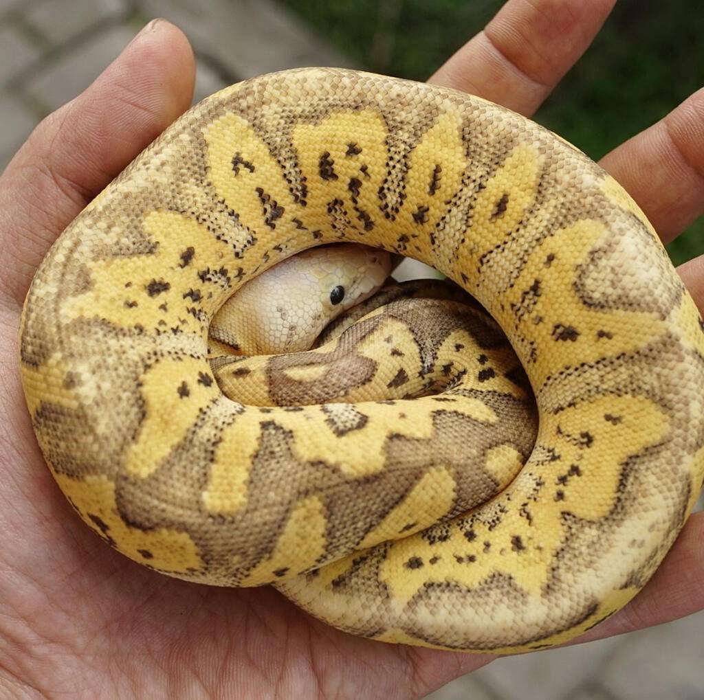 super-pastel-yellow-belly-clown-ZRKKQCE89L