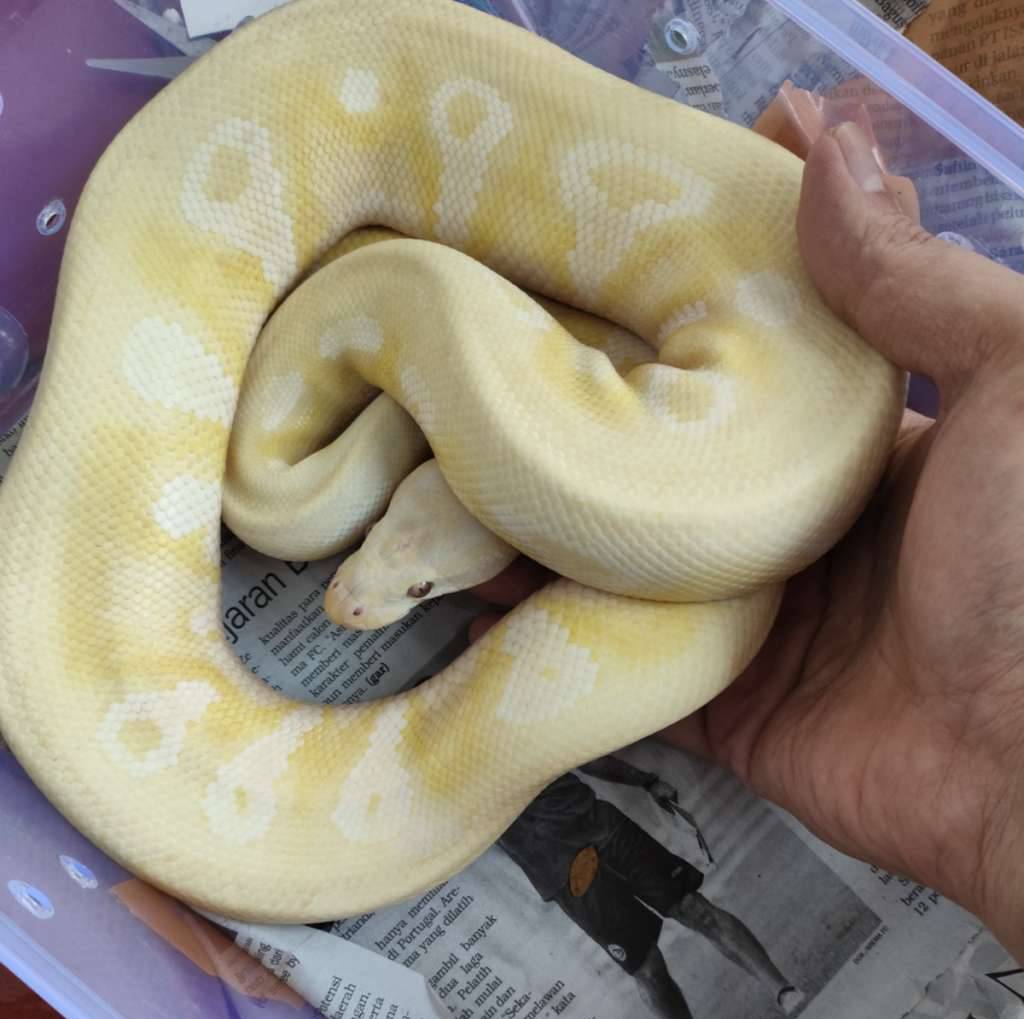 lavender-albino-male-proven-PV3RYSL4U5