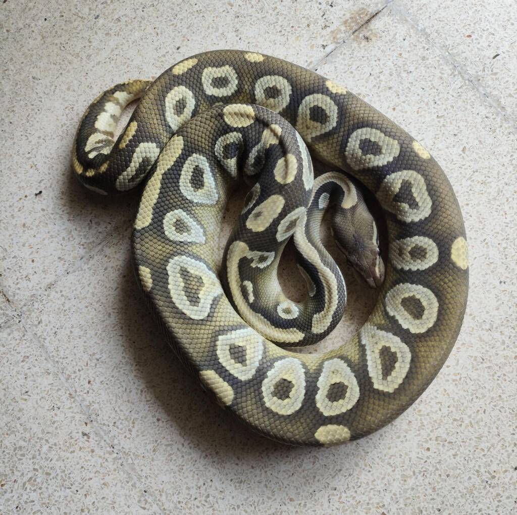 mojave-hypo-WV2IX62D1N