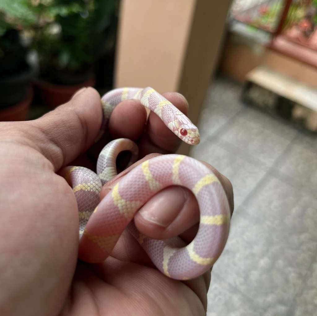 calfornia-kingsnake-albino-female-rare-LIXRYO9LFY