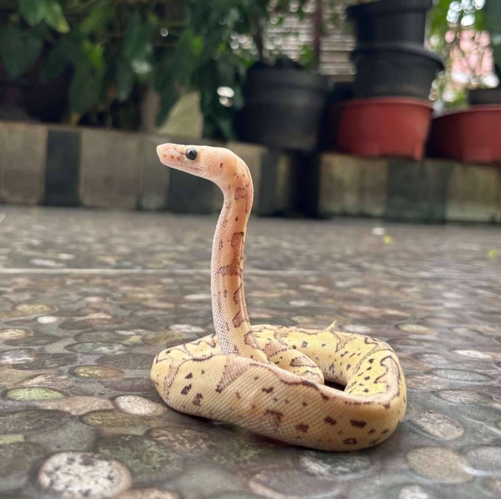 ball-python-female--pastel-firevanilla-clown-poss-red-stripe-UEYY24QHEA