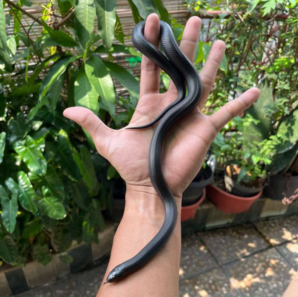 mexican-black-kingsnake-mbk--female-6P0E0R544T