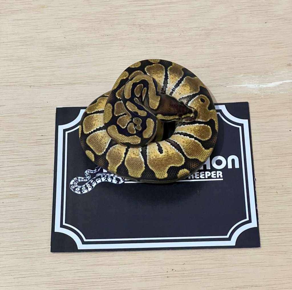 enchi-ball-python-2024020201-0W69F0PIL3