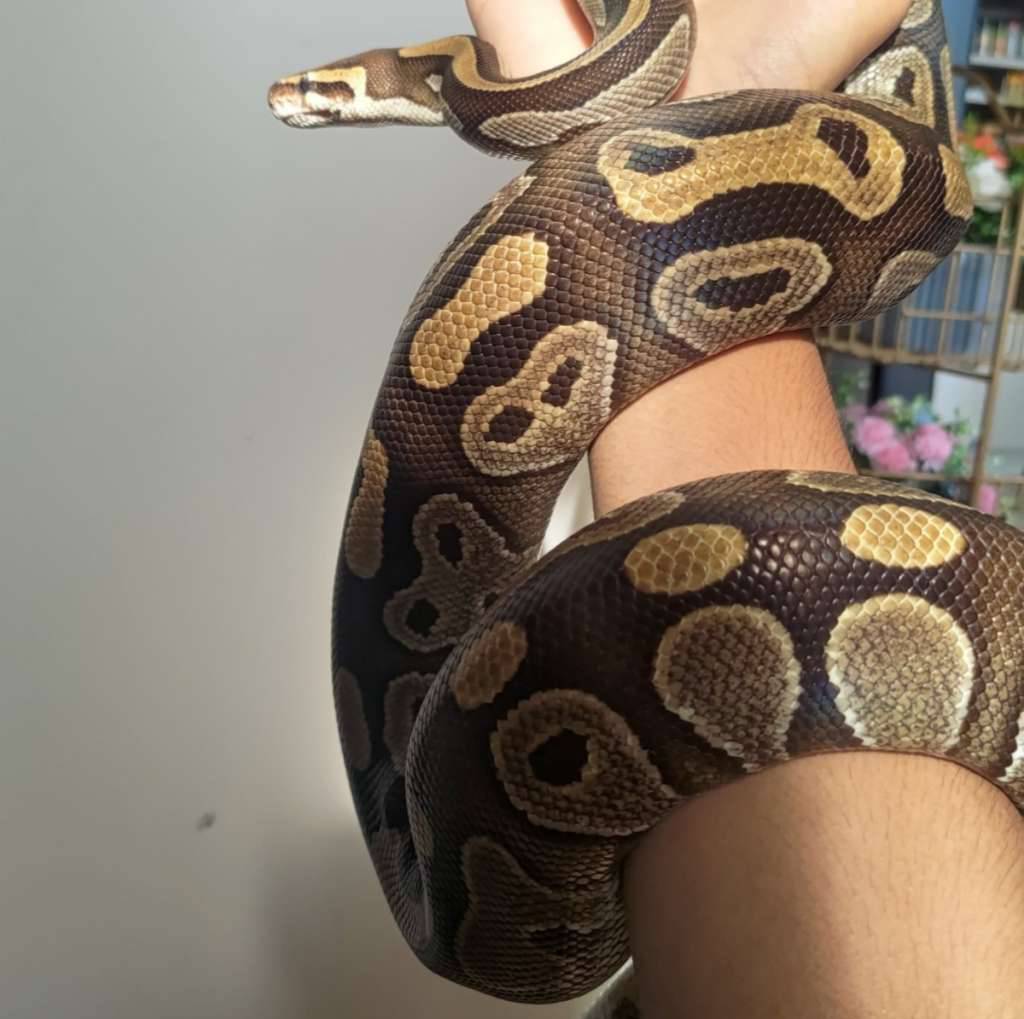 mojave-proven-siap-breeding-RTDE578760