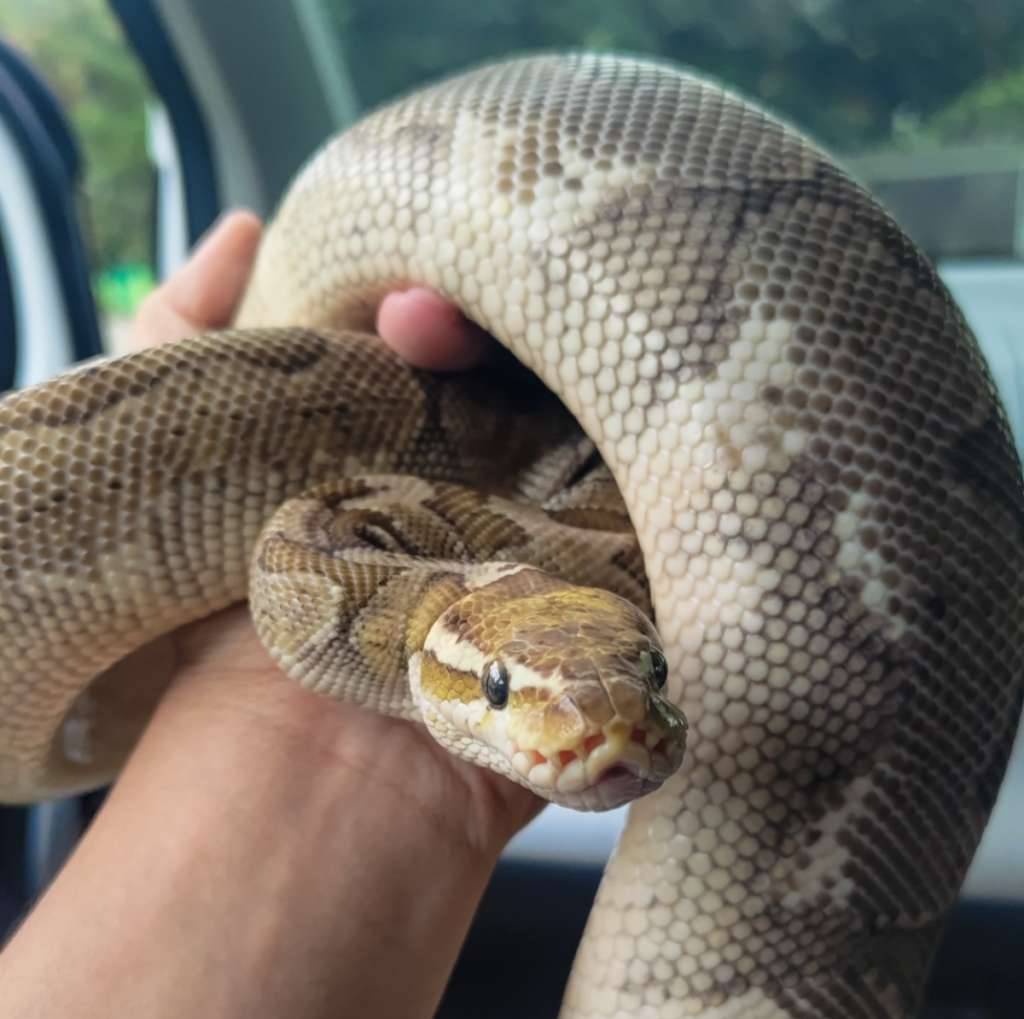 bamboo-pastel-proven-female-C5YVELZBZH