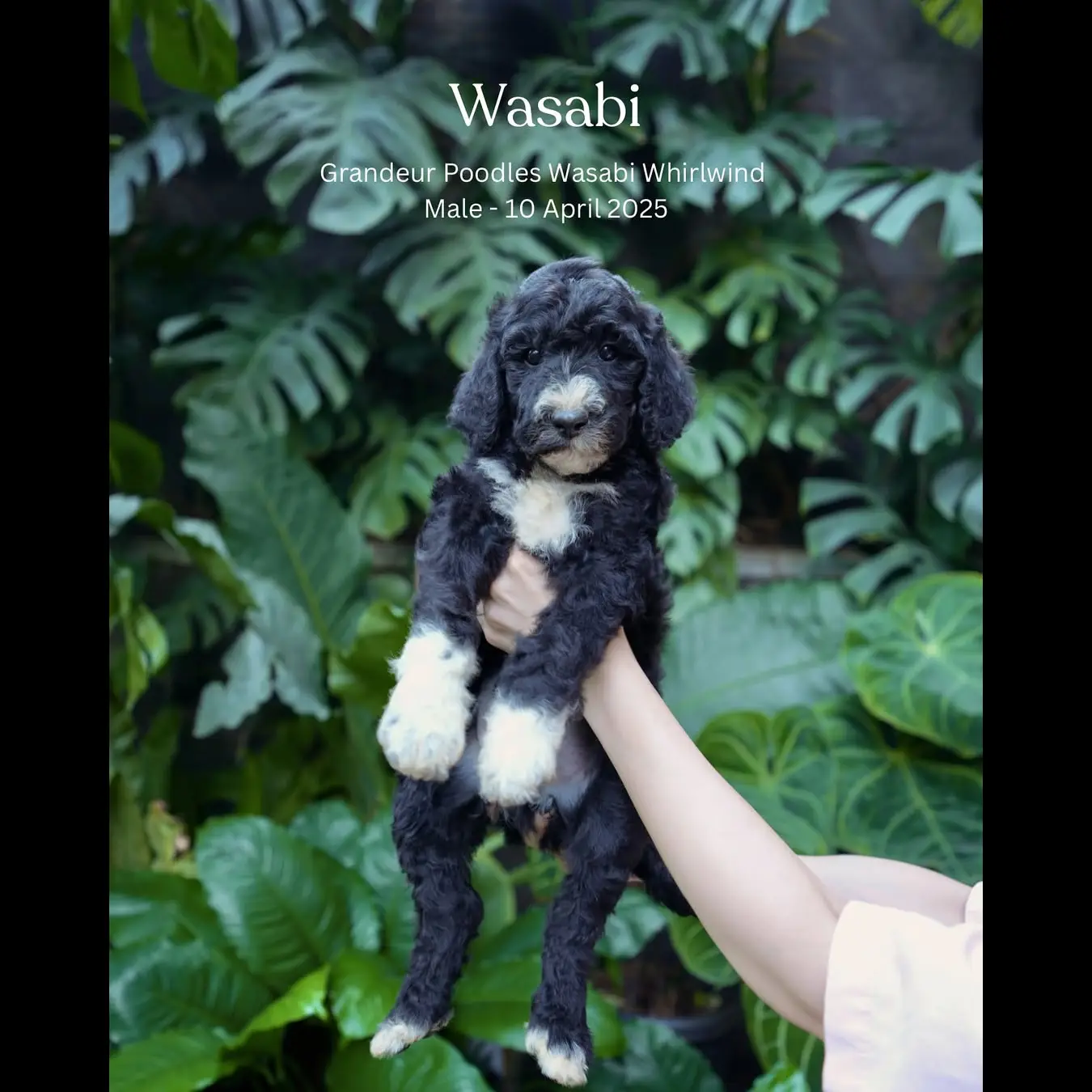giant-poodle-stambum-MP2ZLCOI63