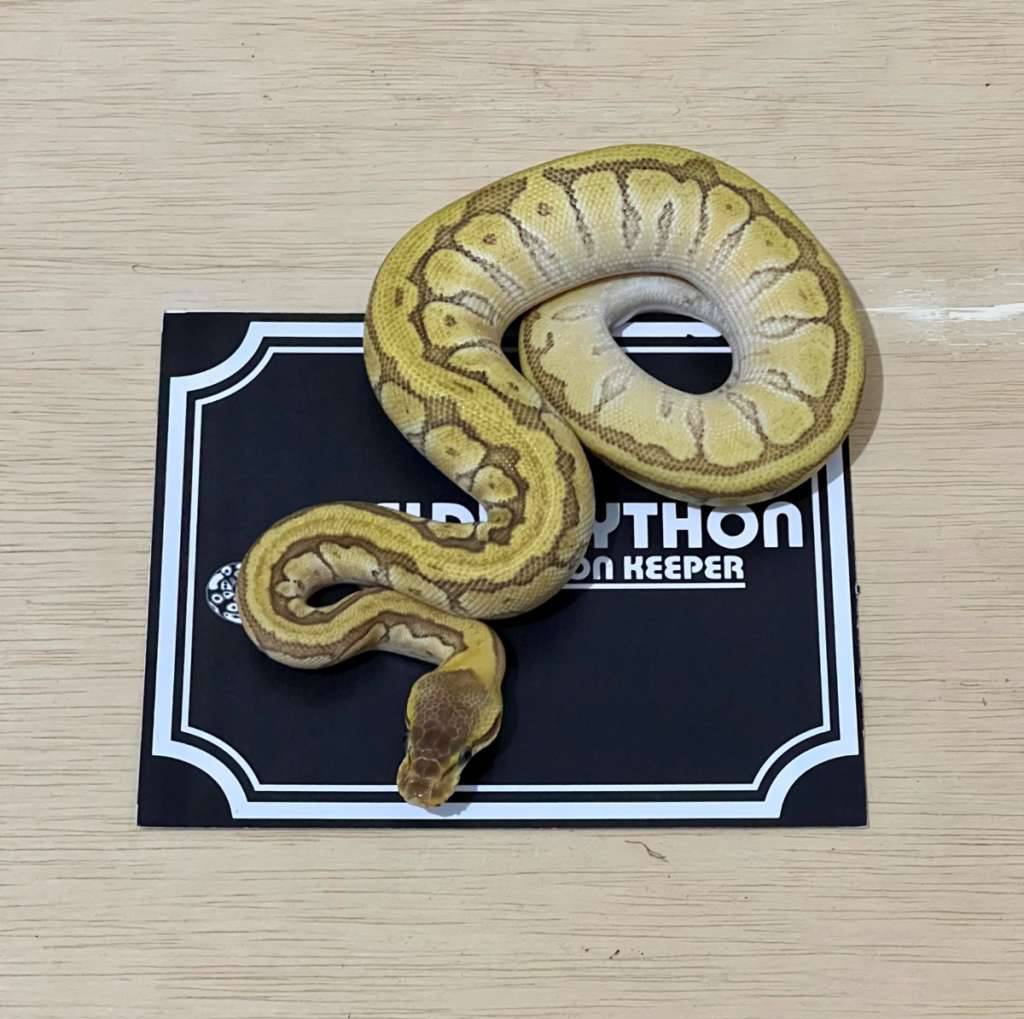 enchi-fire-jigsaw-ball-python-2024020101-DTU1EVH9AN