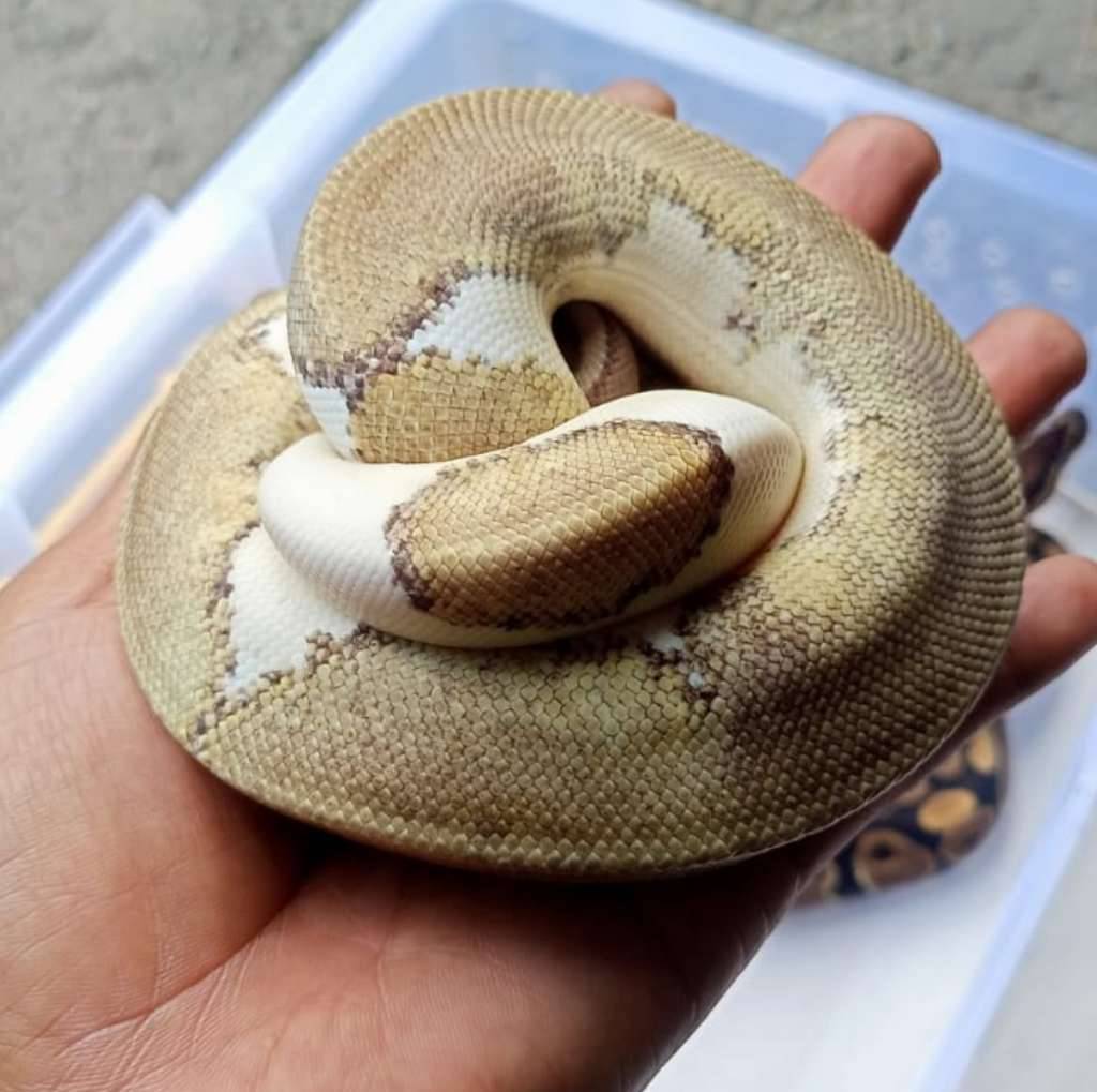 mojave-pied-W9UGRNZ0F9
