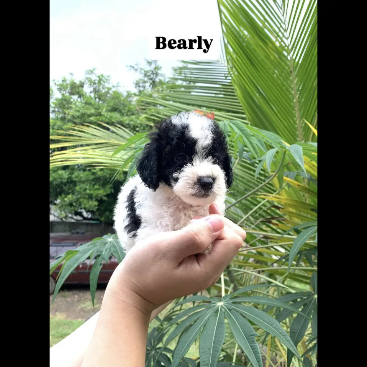 party-poodle-jantan--BFC4KL2SLI