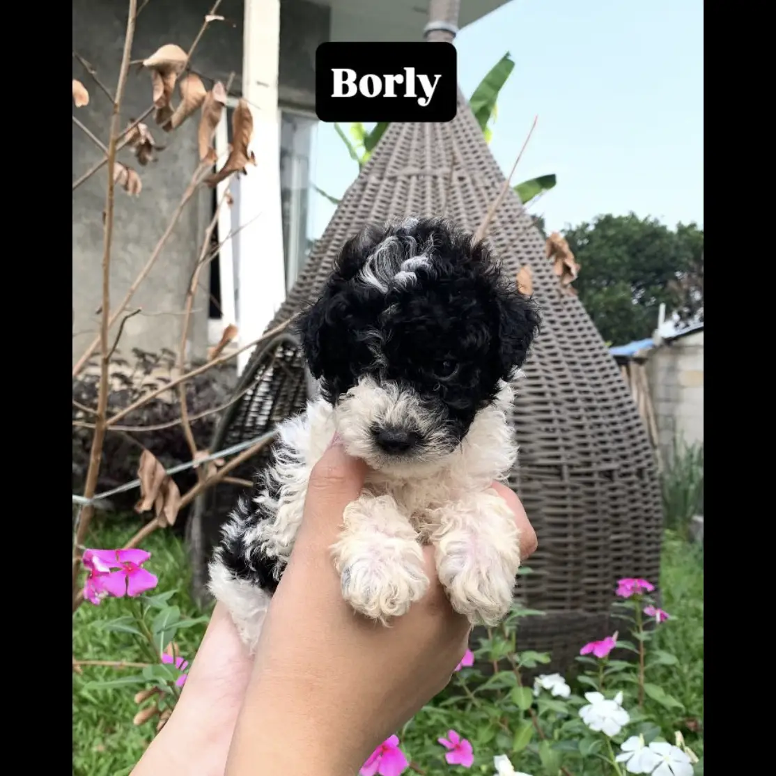 party-poodle-black-white--7NT6ZY0OZ0