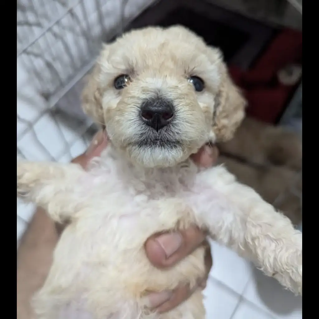 apricot--light-apricot-tiny-poodle-betina-97R8N2VT47