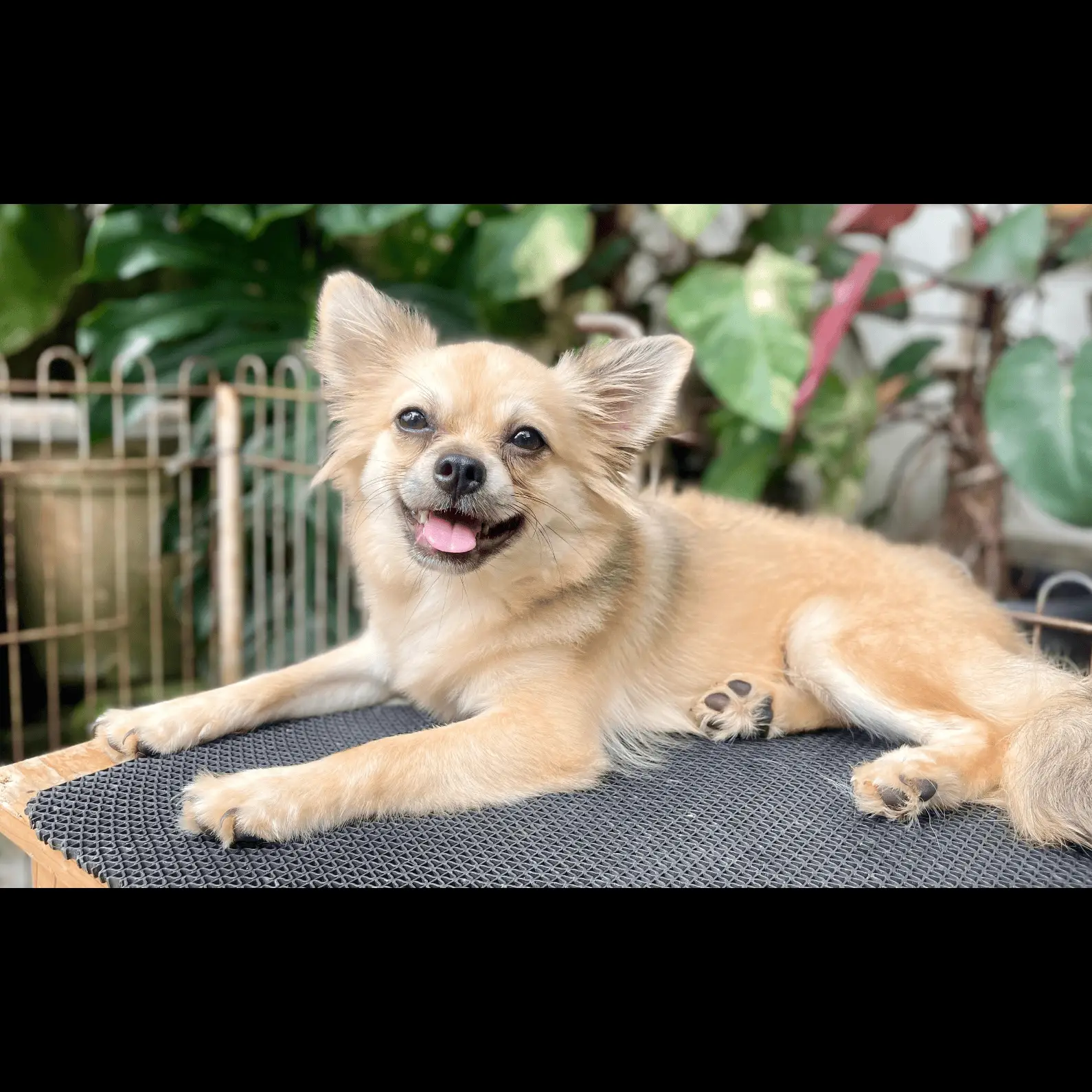 chihuahua-long-hair-24SB8IP695