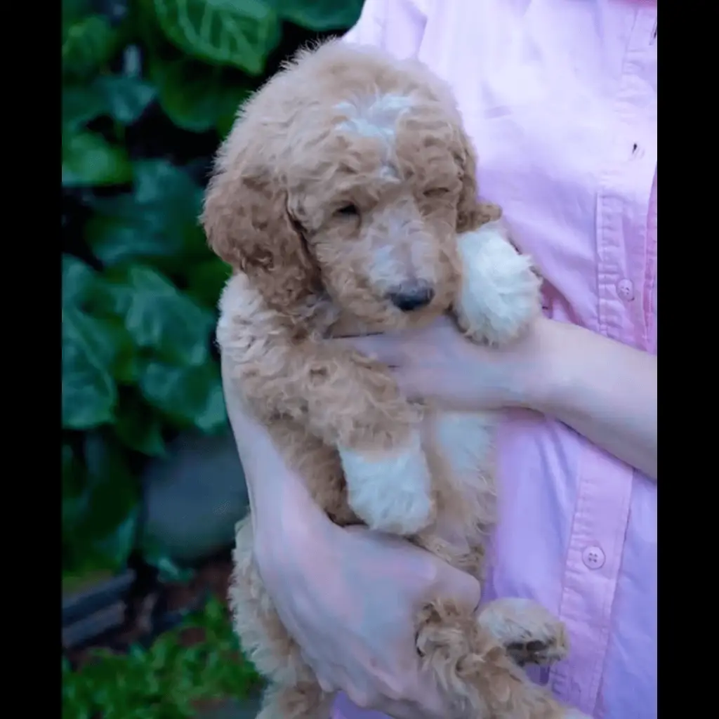 giant-poodle-fawn-red-white-stambum--1L6KWYG696