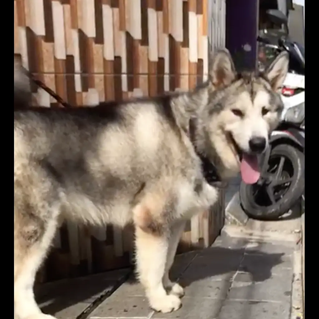 alaskan-malamute-jantan-non-stambum-X8B6TBRJR2