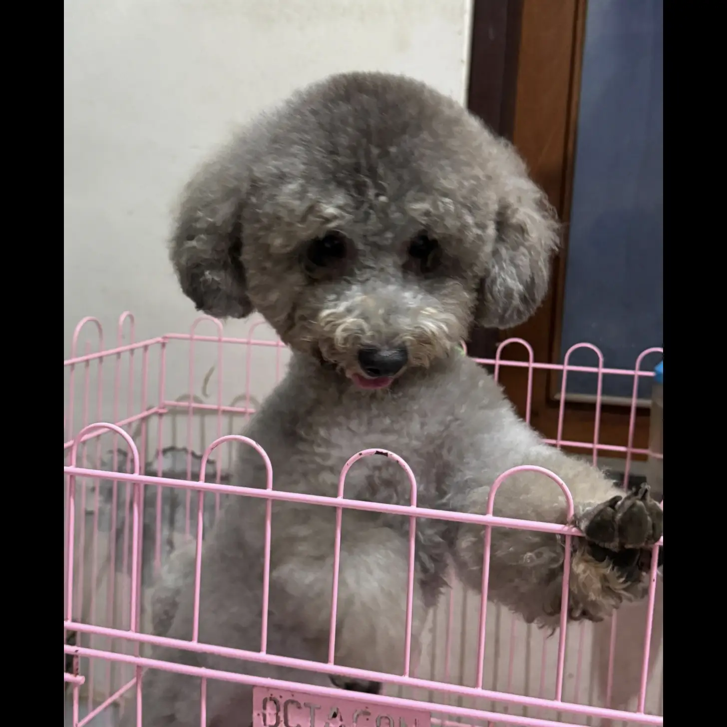 poodle-light-silver-jantan-4B5K5T5MO0