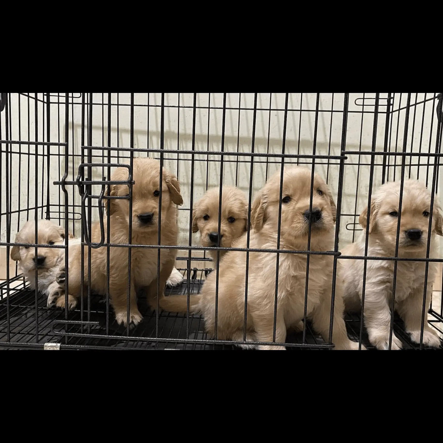 golden-retriever-stambum-vaksin-OIZZMLO8VN