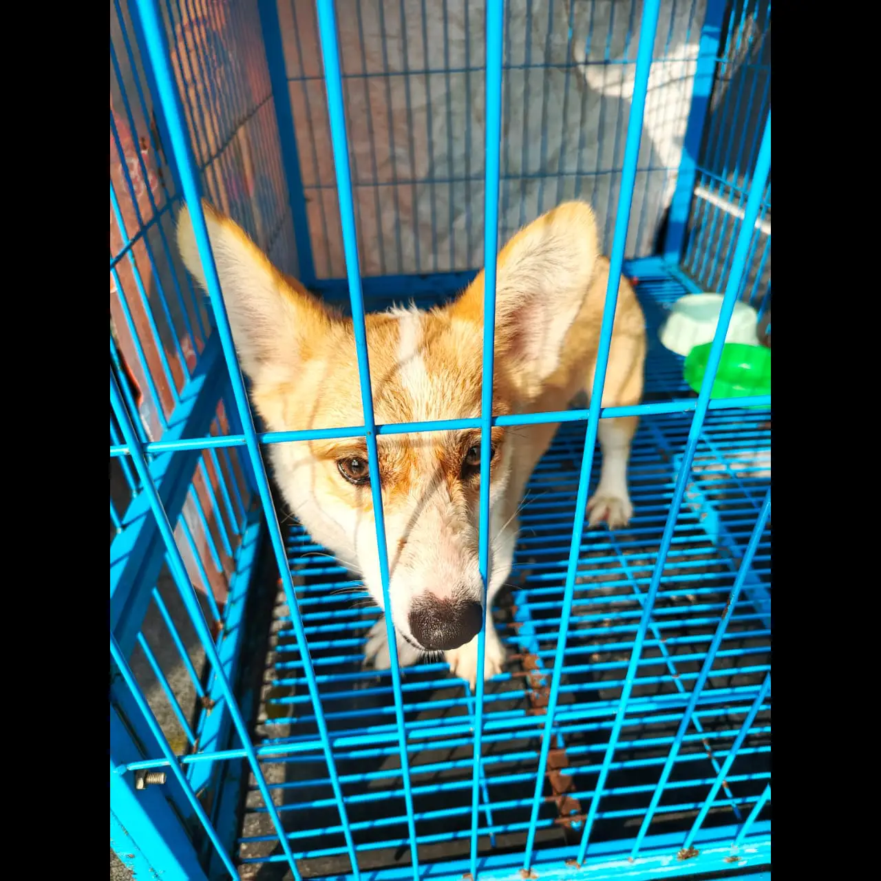adopt-chorgi-jantan-usia-genap-1year--H87Z0J0JFT