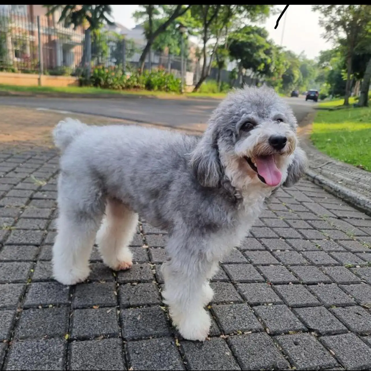 silver-poodle-4-tahun-jantan-RYO4PXRKP6