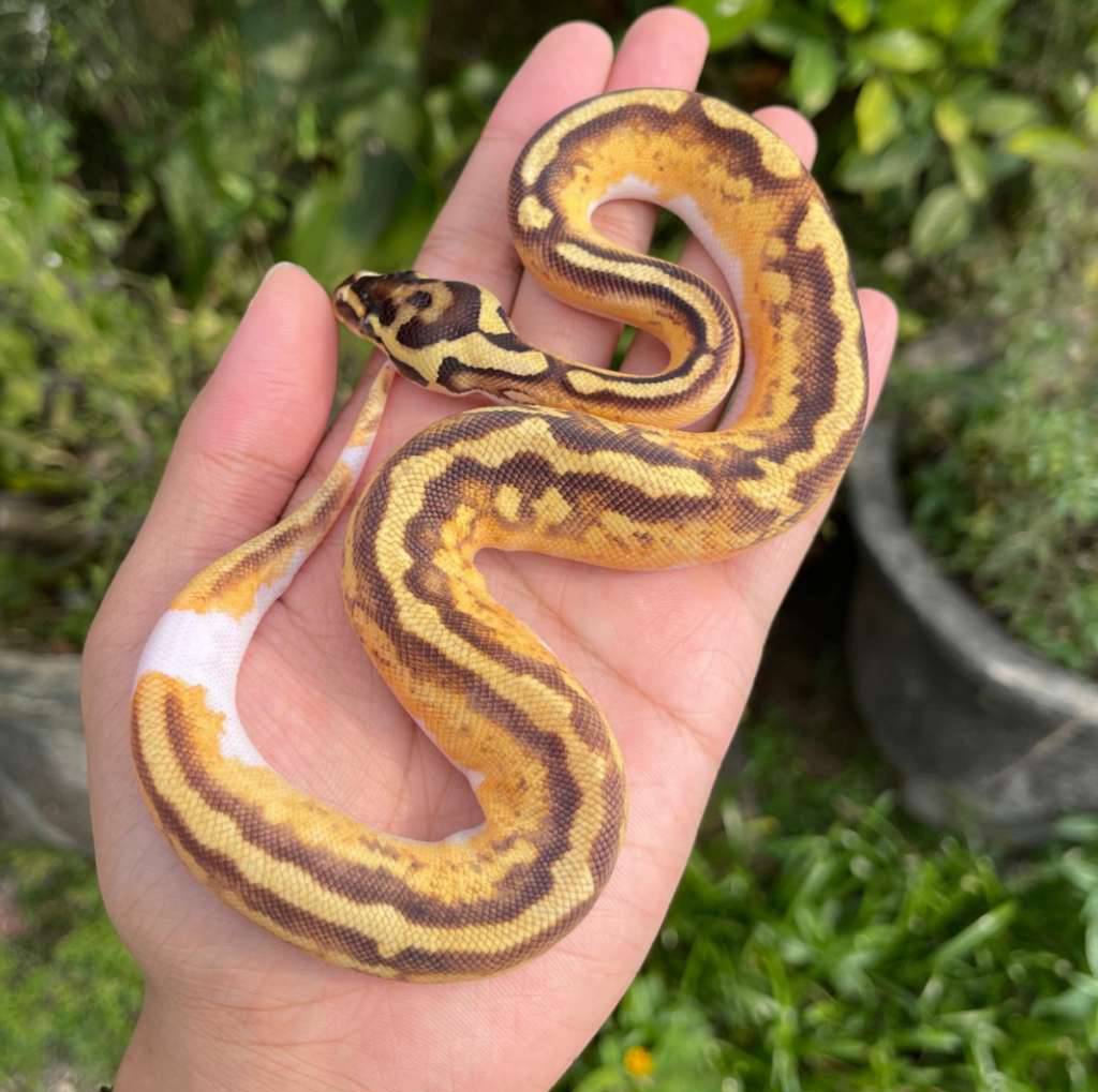 f-pastel-enchi-yb-pied-ph-clown-4GF557PYFL
