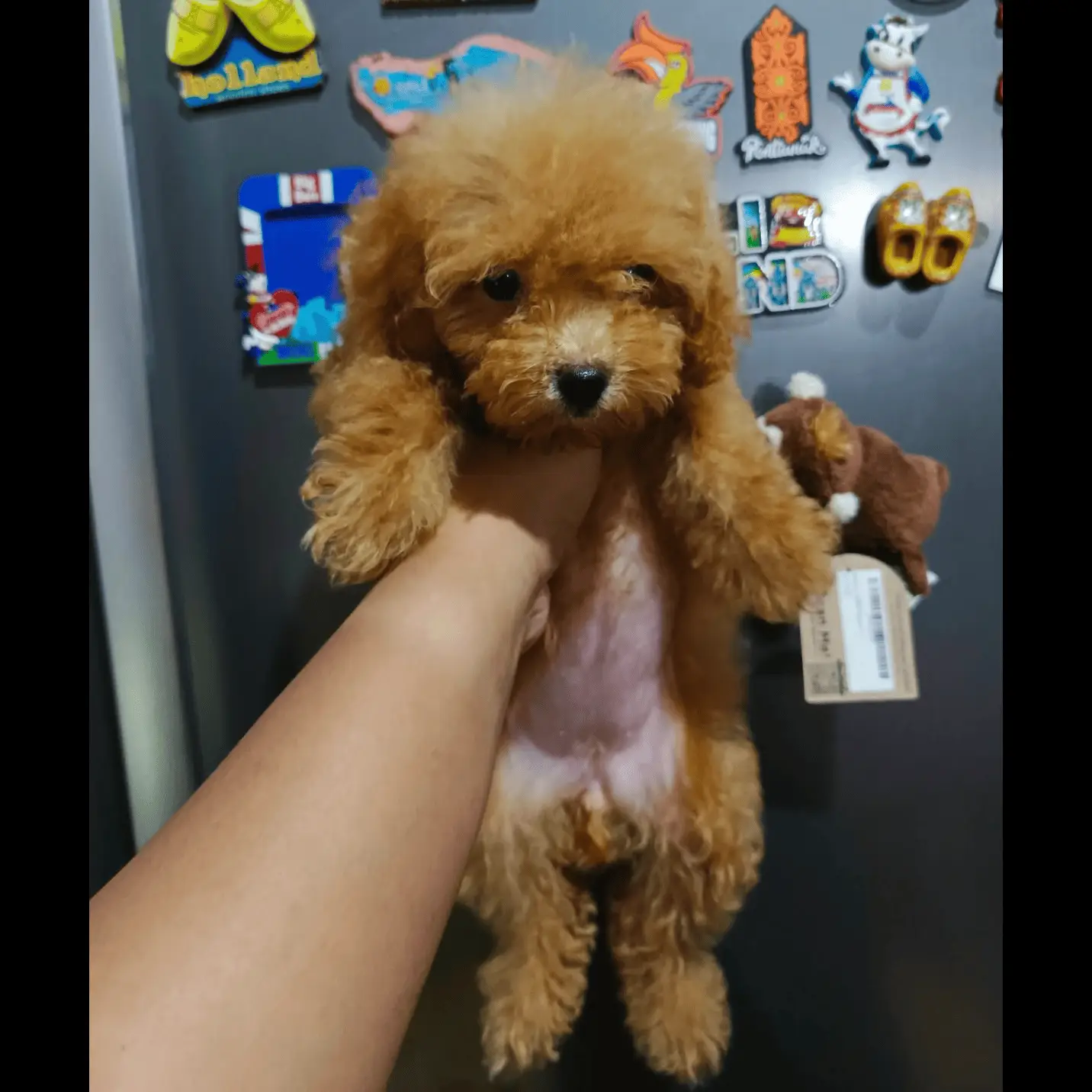 red-toy-poodle-betina--R2L6CG4IUM